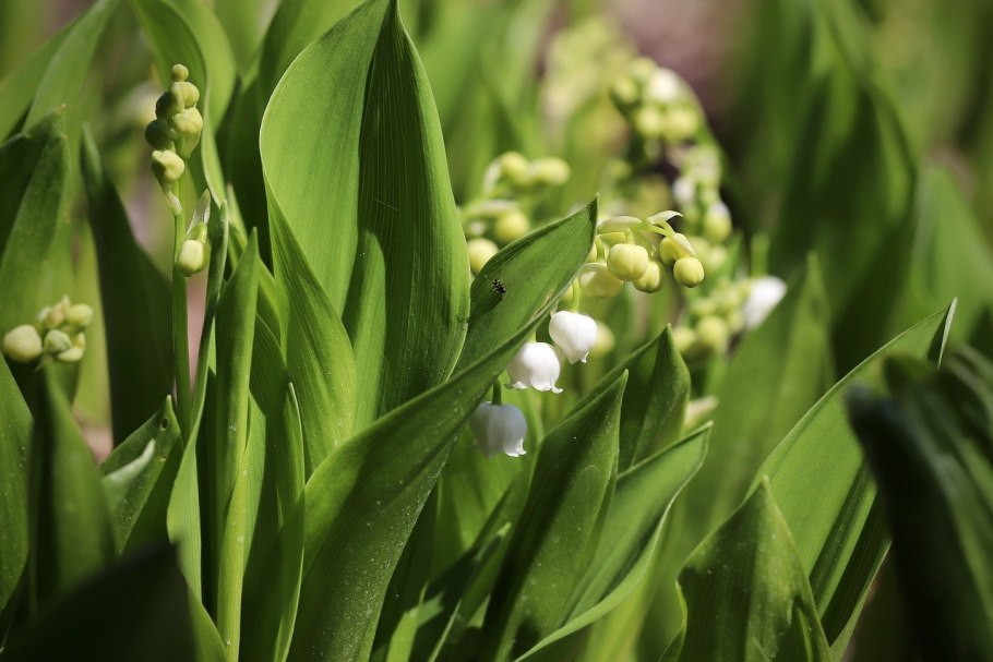 Ландыш горный Convallaria Montana
