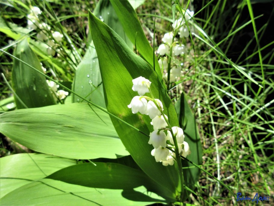 Ландыш Breaking Bad