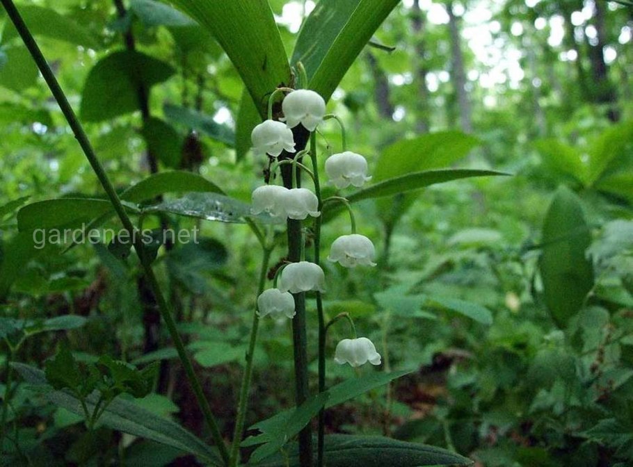 Ландыш Майский ягоды