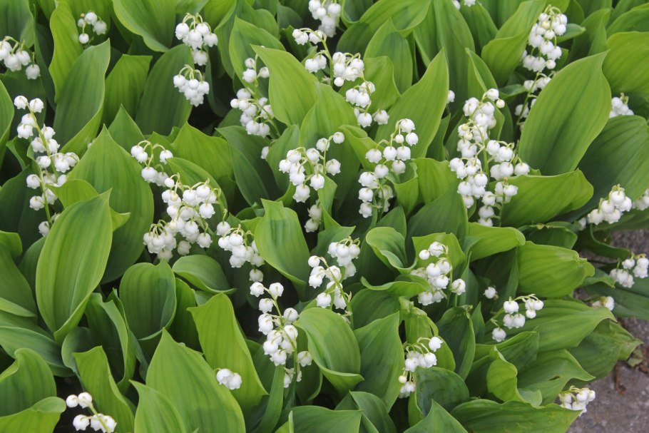 Convallaria Majalis плоды
