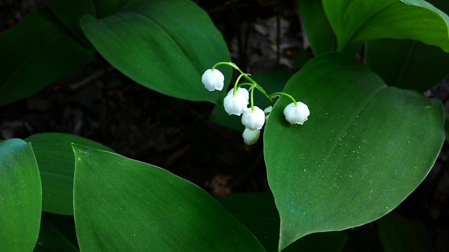 Ландыш Майский ягоды
