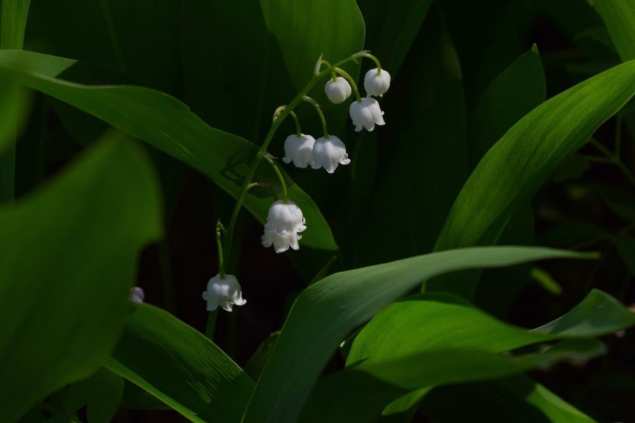 Ландыш горный Convallaria Montana