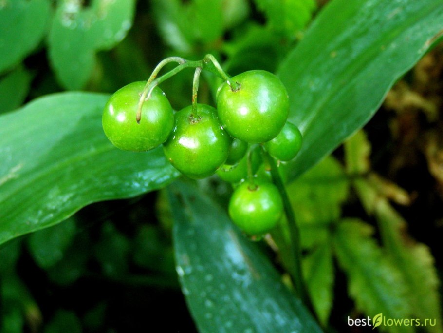 Ландыш Майский Hardwick Hall