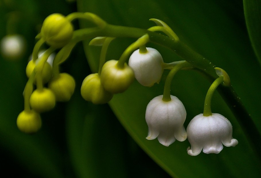 Ландыши майские