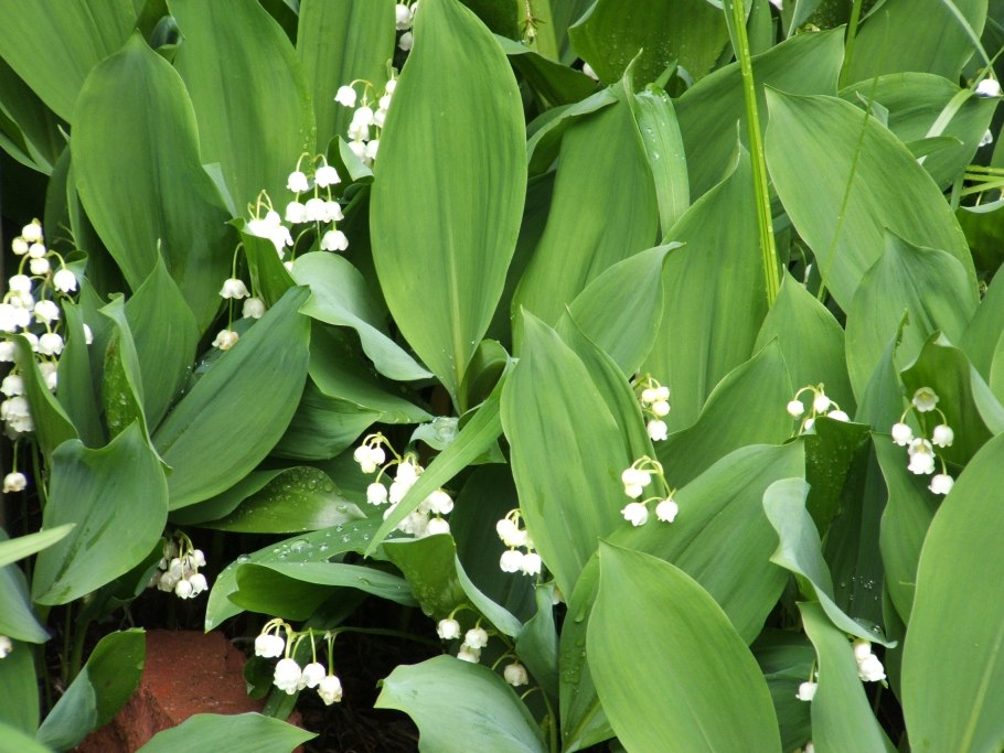 Растения России Ландыш