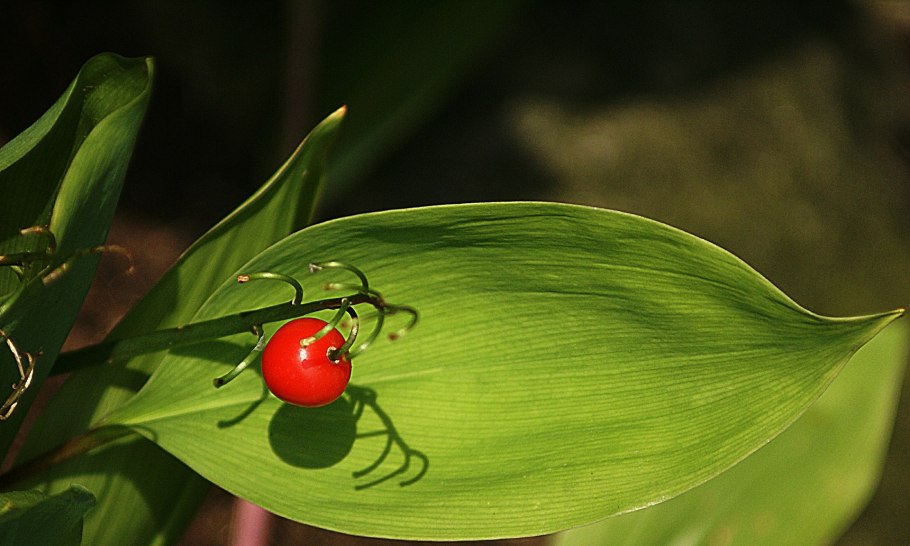 Ландыш Кейске