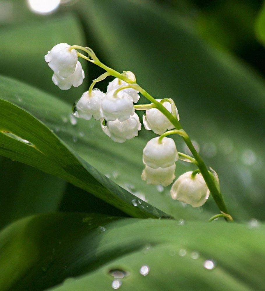 Ландыш Майский корневище