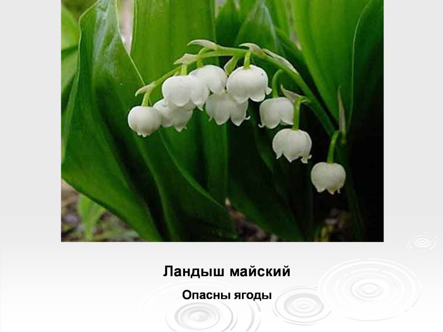 Convallaria Majalis
