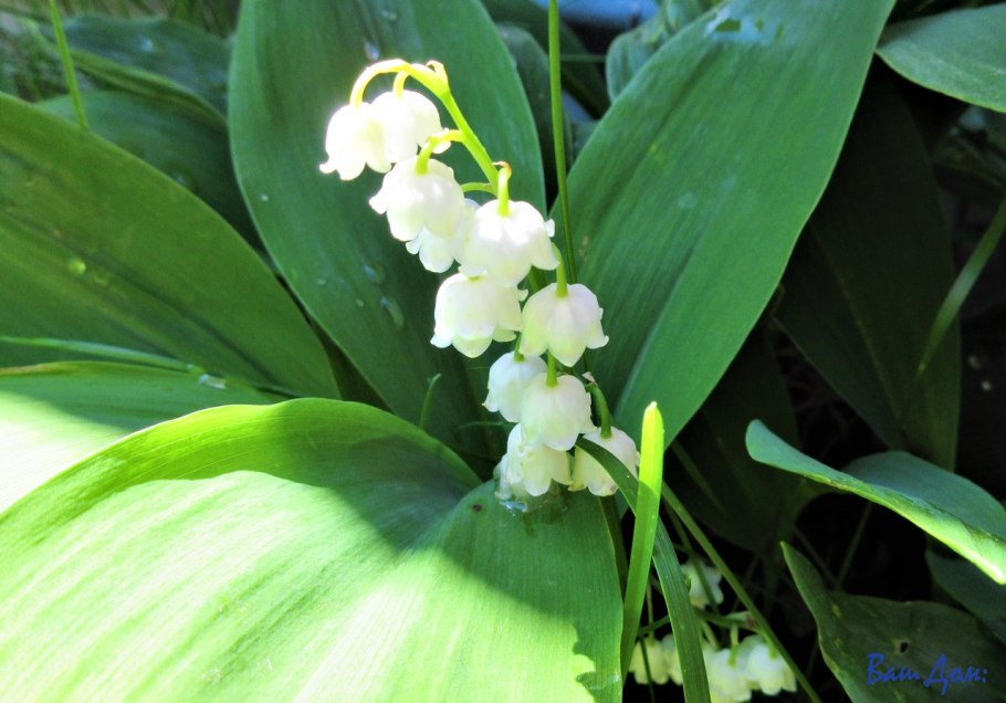 Ландыш Майский ПМР