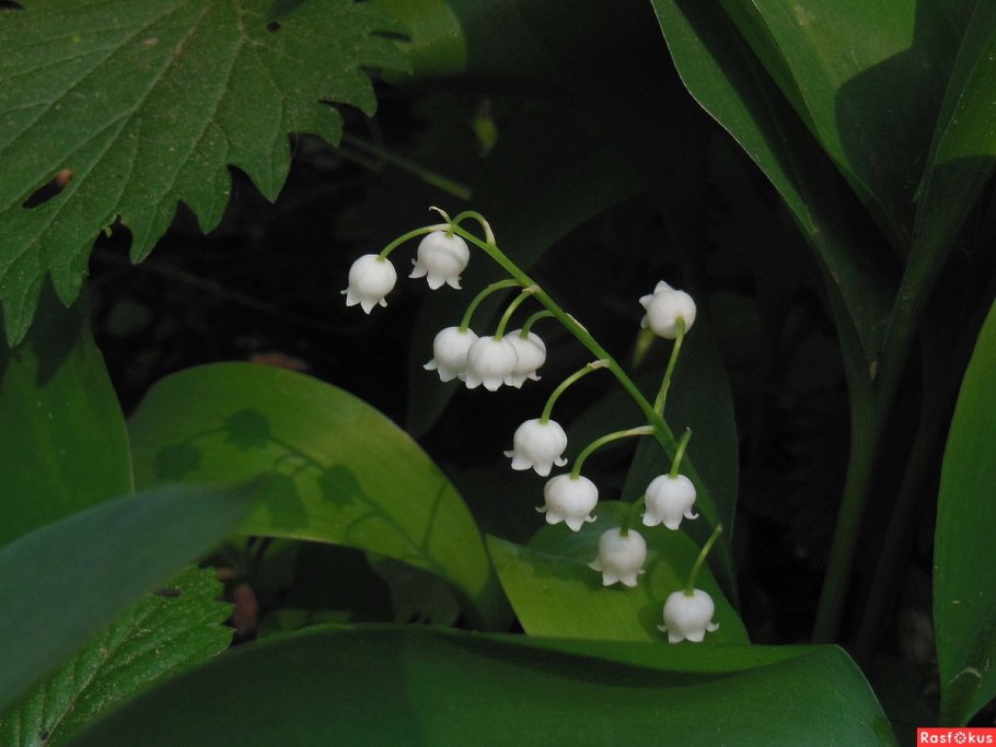 Ландыш энциклопедия