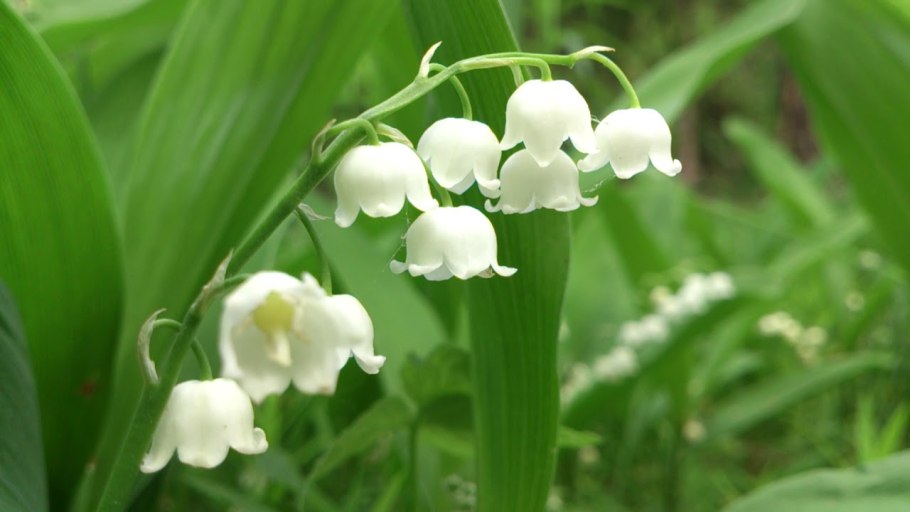 Ландыш Майский ягоды