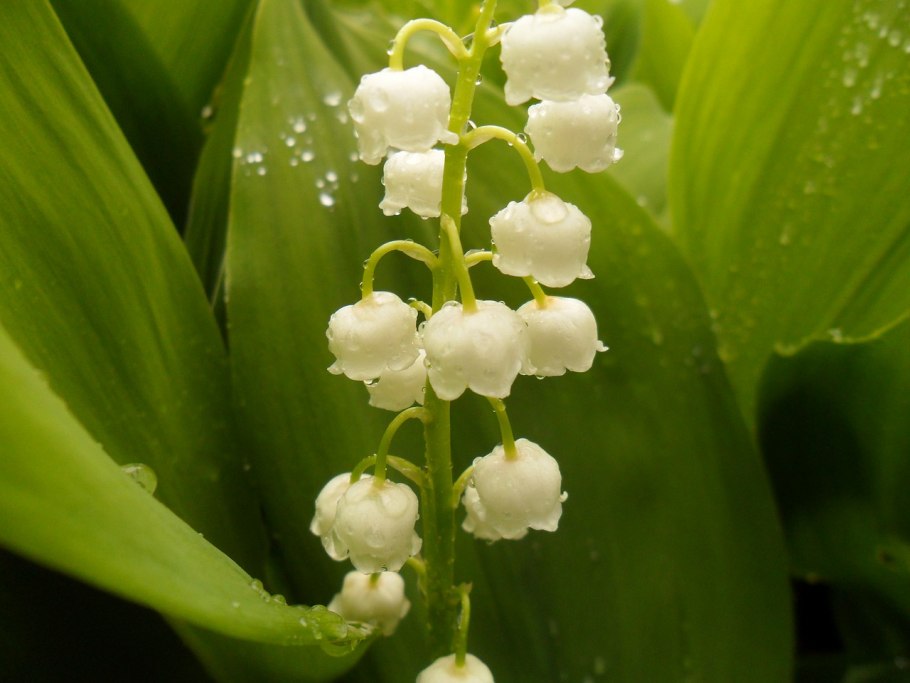 Ландыш Майский (Convallaria Majalis)