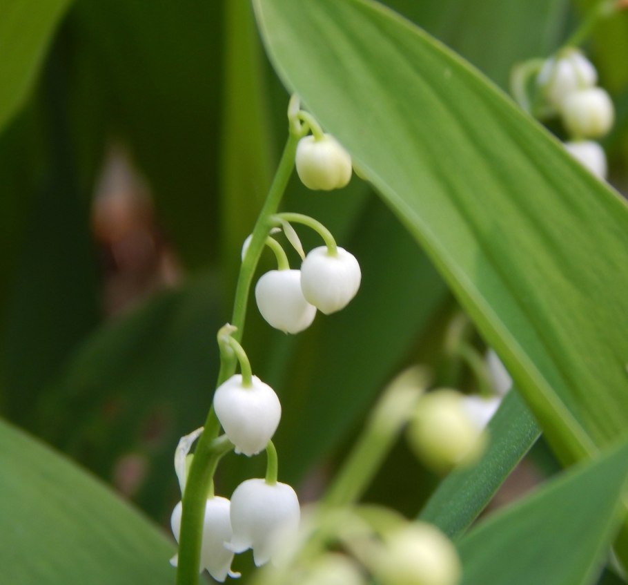 Ландыш майский convallaria majalis