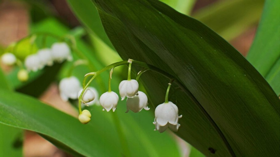 Ландыш Convallaria Majalis