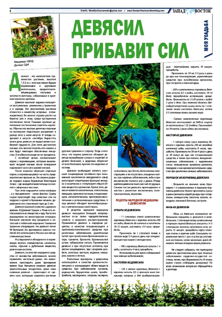 Девясил Сибирский Луговой