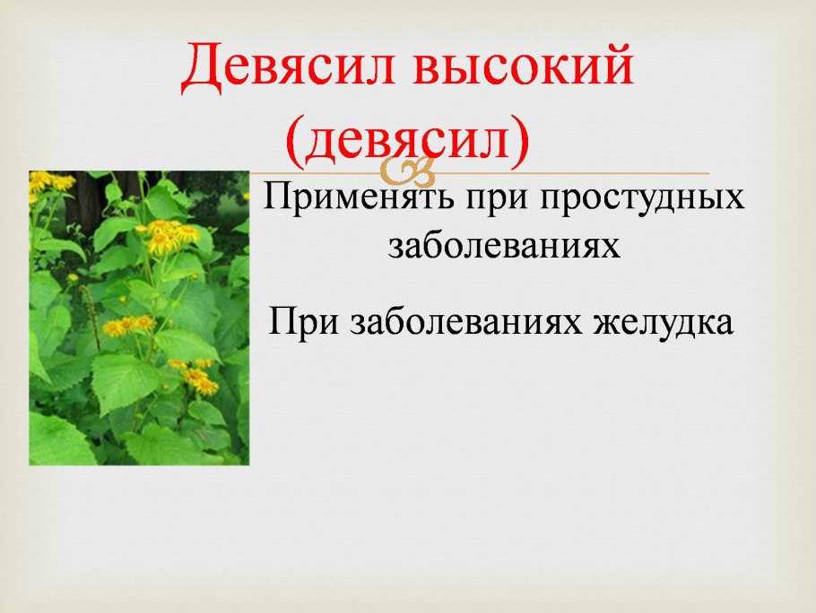 Девясил Аэлита