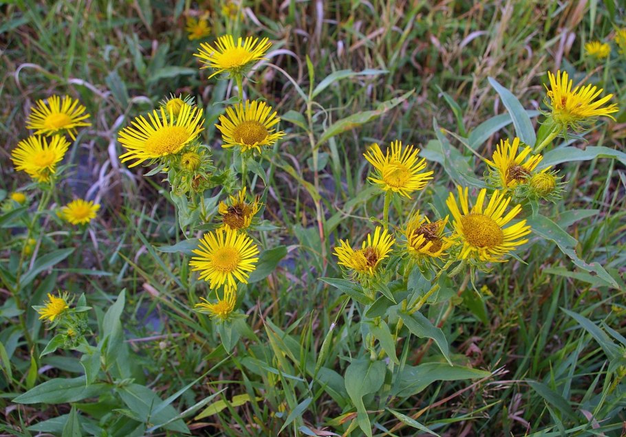 Девясил Inula Helenium