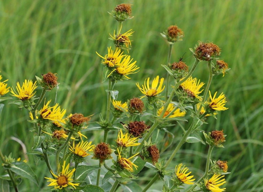 Девясил высокий (Inula Helenium l.)