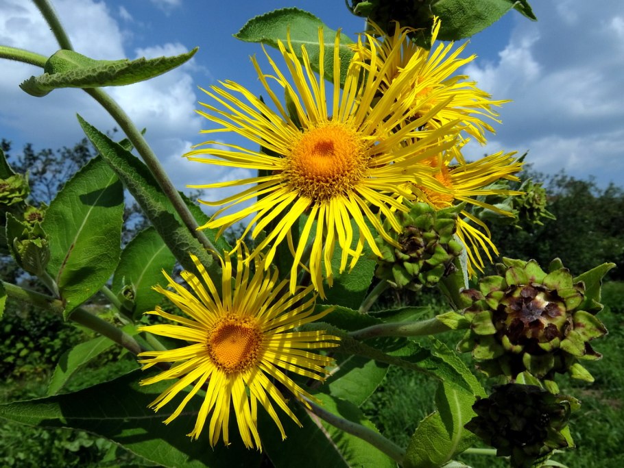 Девясил германский Inula Germanica