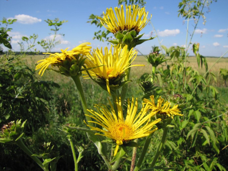 Девясил великолепный (Inula magnifica)