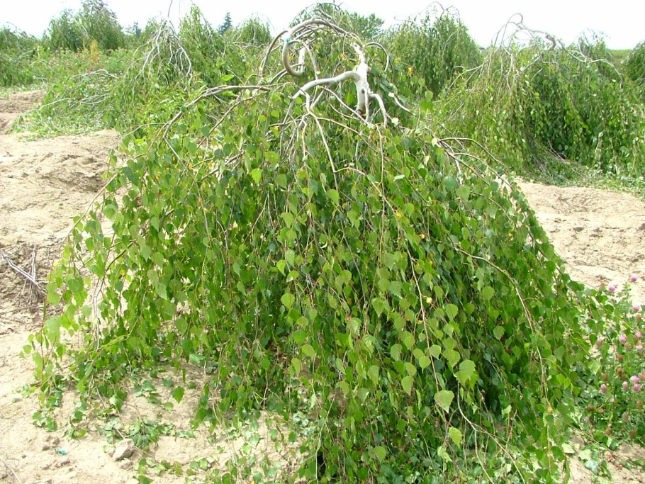 Береза бородавчатая береза повислая