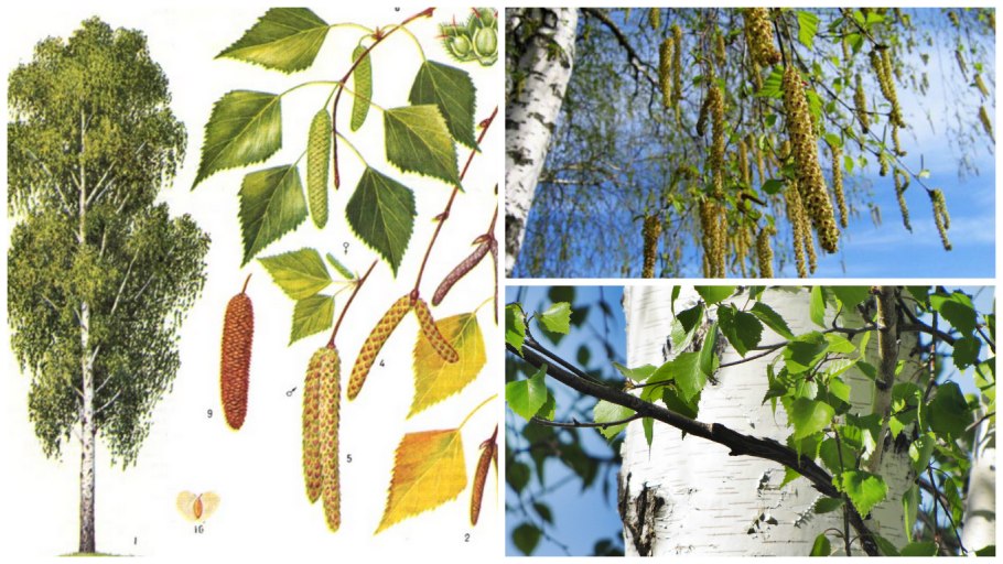 Береза повислая Юнги Betula pendula Youngii