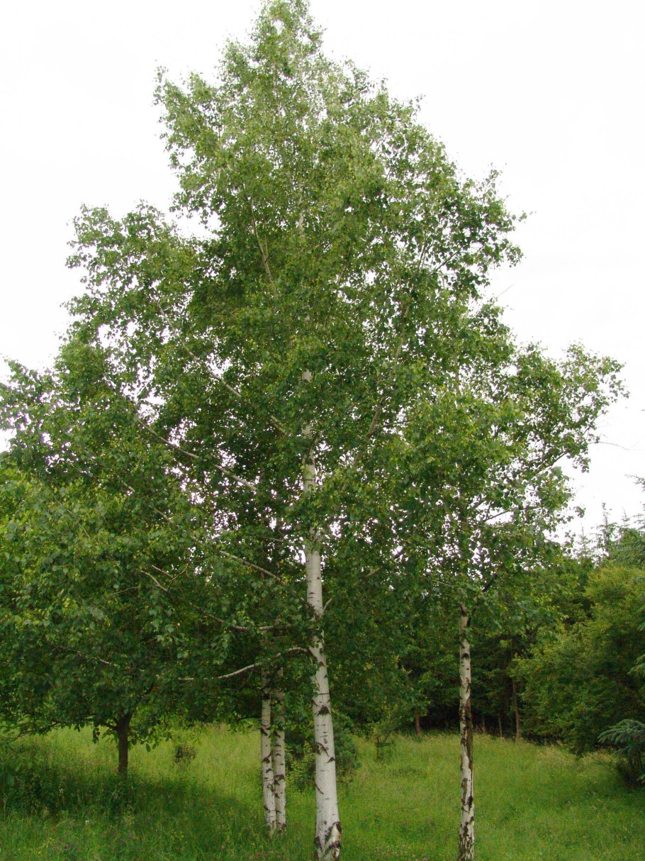 Береза Betula pendula