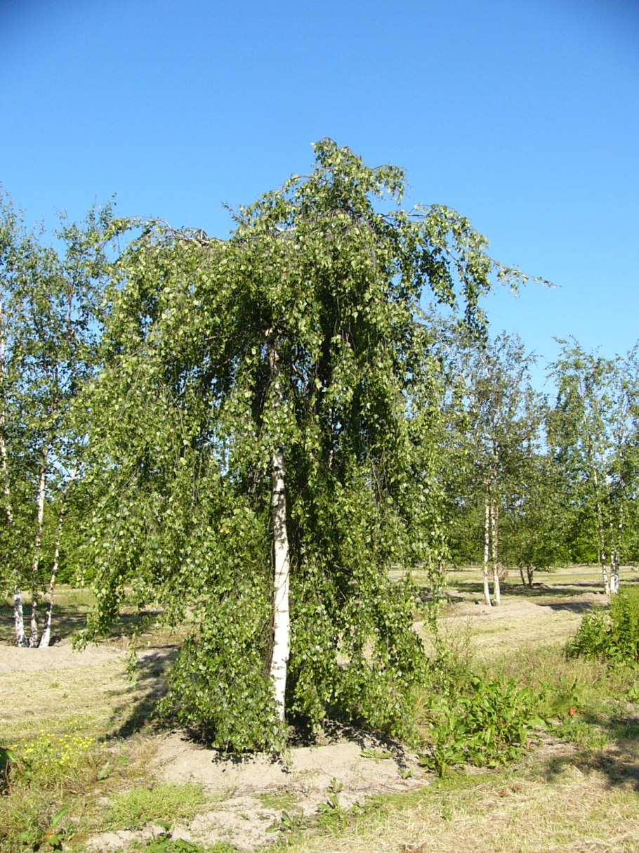 Берёза ойковская