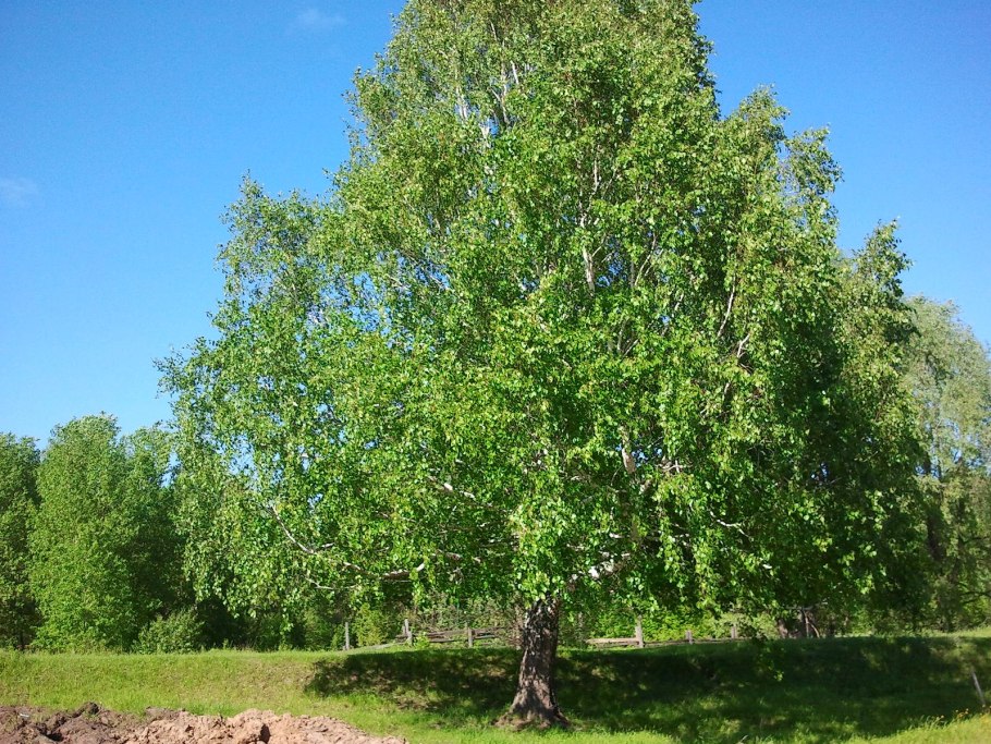 Береза повислая purpurea