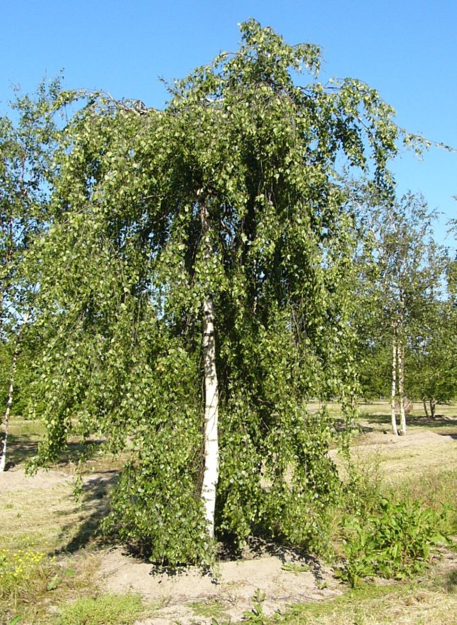 Карельская повислая береза