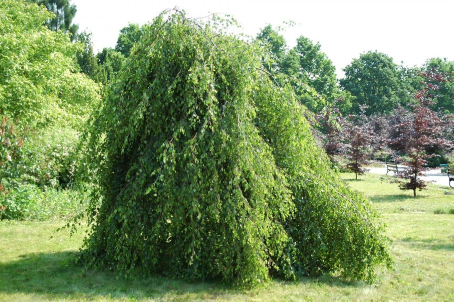 Берёза бумажная (лат. Betula papyrifera)