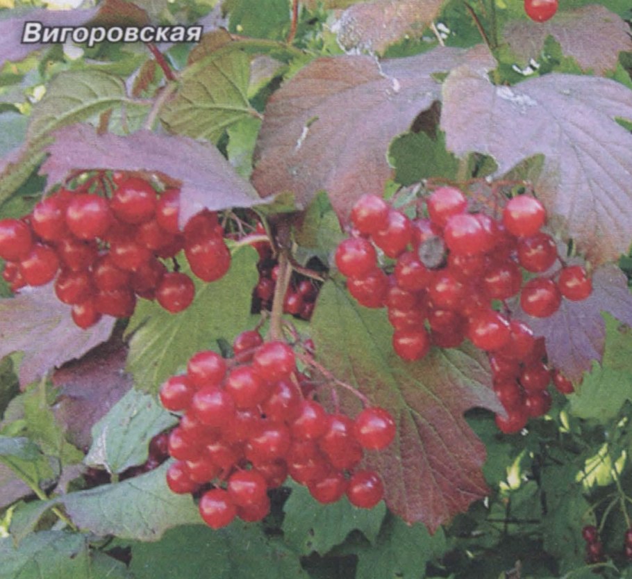 Калина сладкая Вигорова