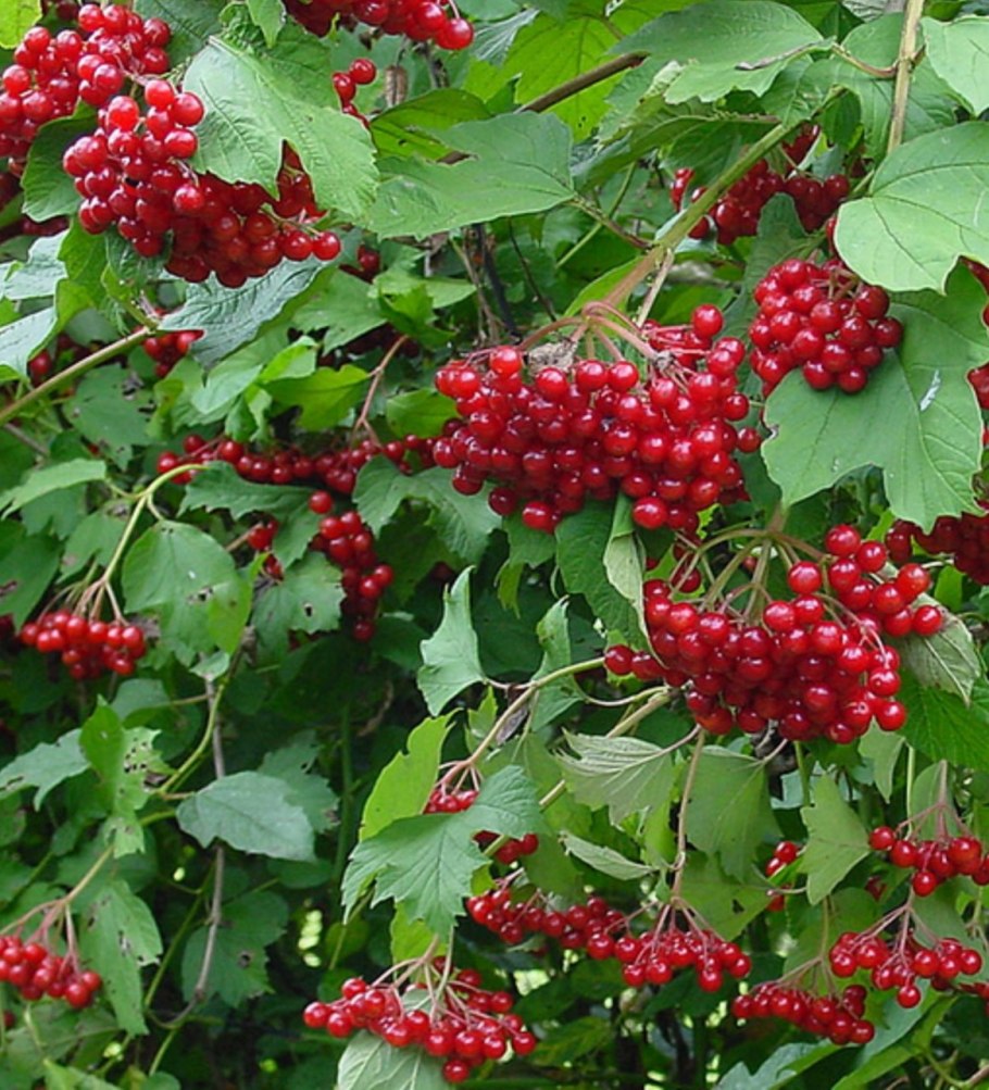 Калина обыкновенная 'Ульгень