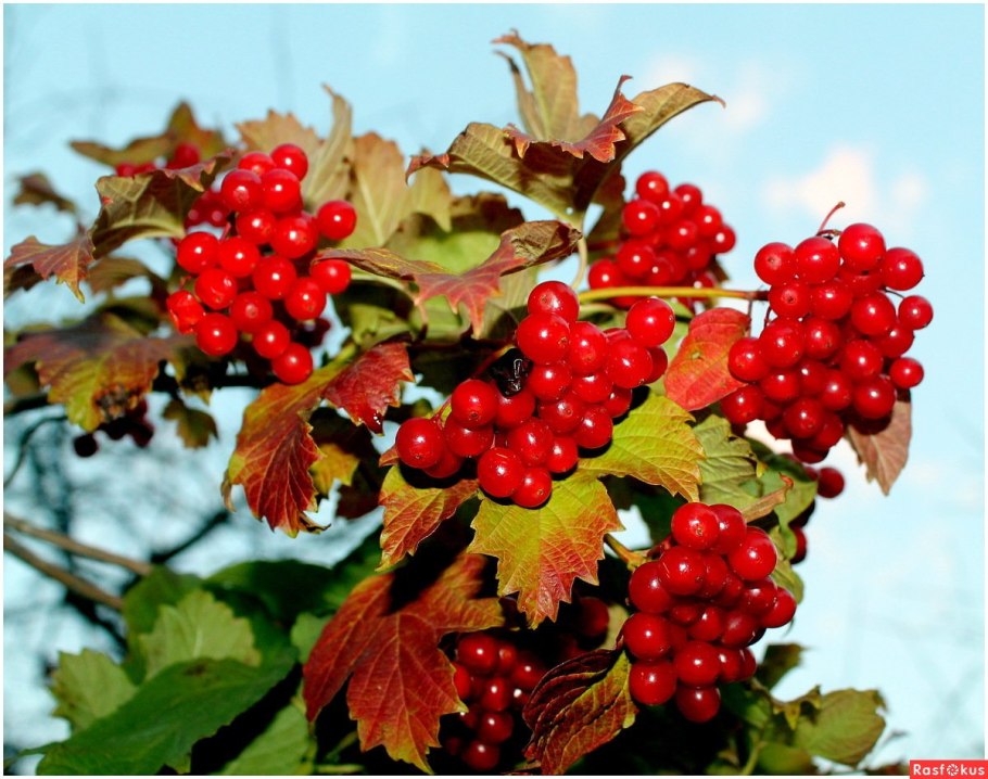 Калина обыкновенная куст