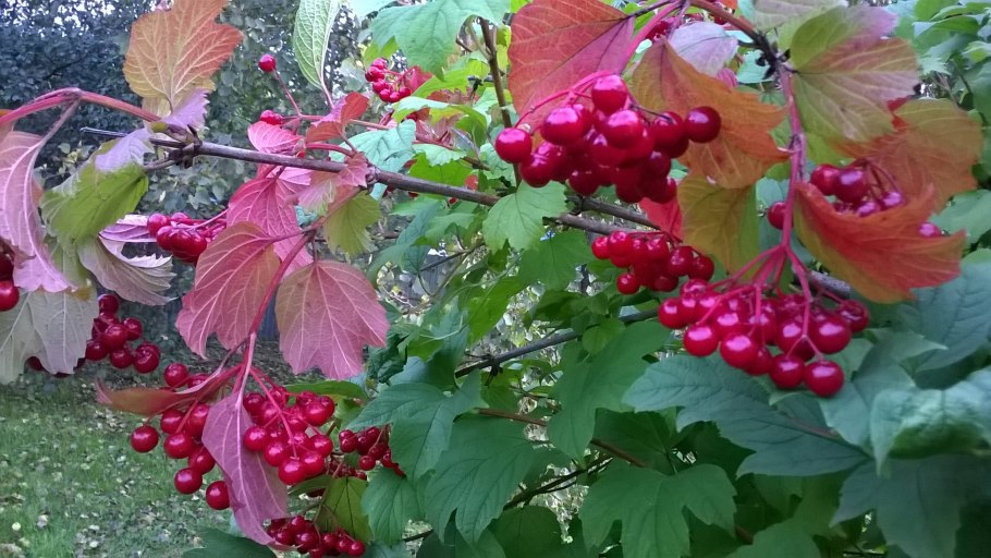 Калина куст