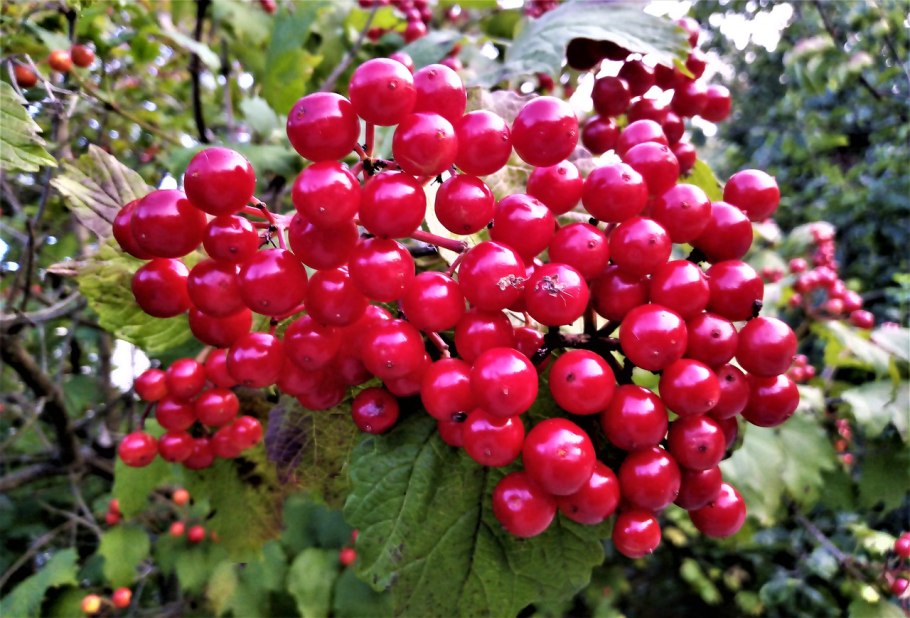 Калина обыкновенная 'Ульгень