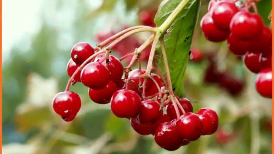 Калина обыкновенная крона