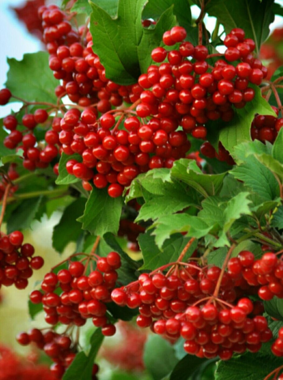 Калина обыкновенная 'Ульгень