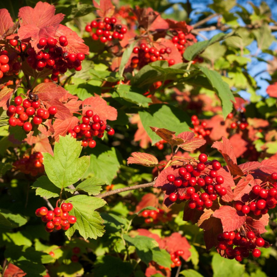 Красная горькая ягода