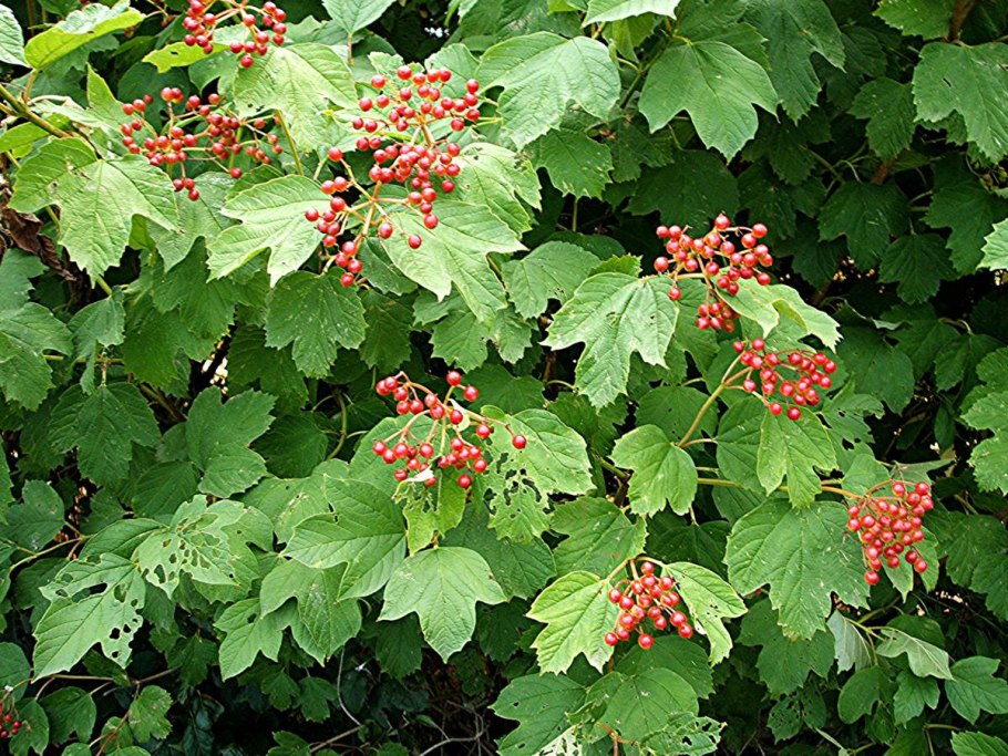 Калина обыкновенная Viburnum opulus с10