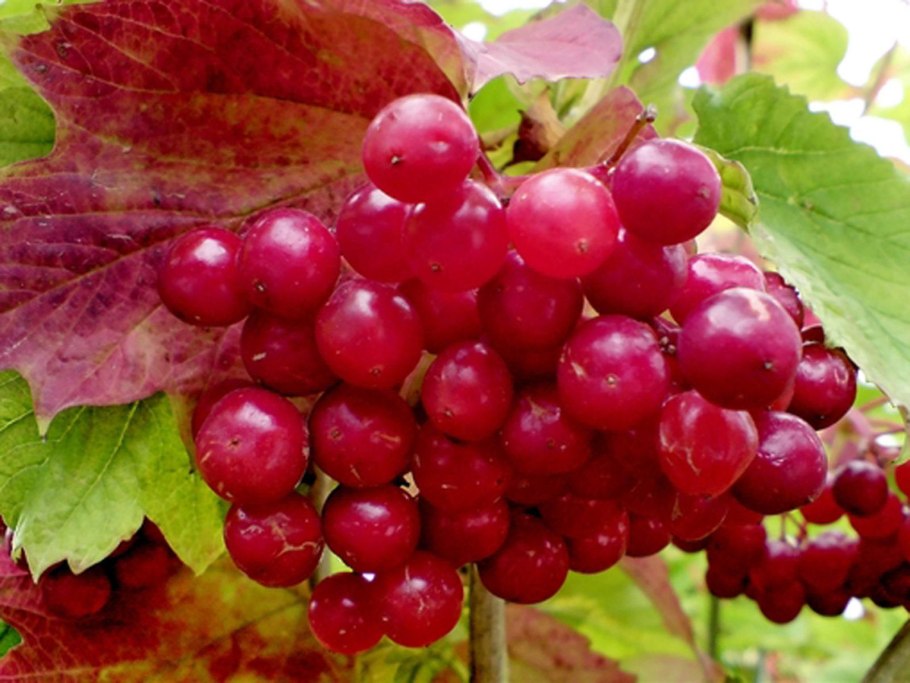 Калина символ України