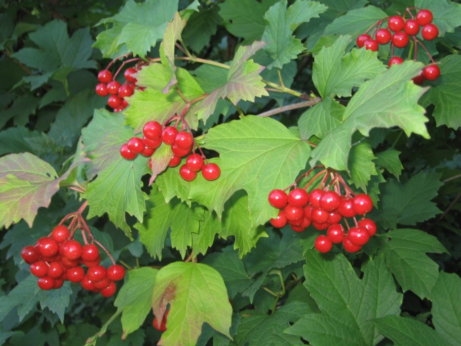 Калина красная куст