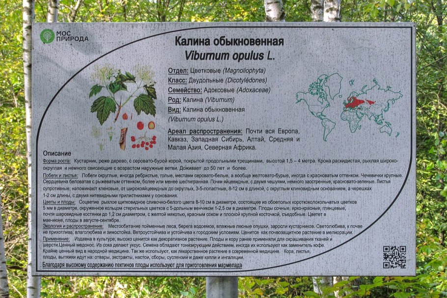 Калина обыкновенная Нанум