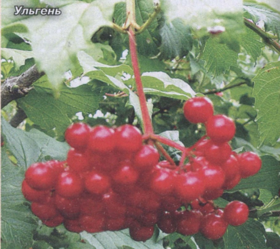 Калина обыкновенная 'Ульгень