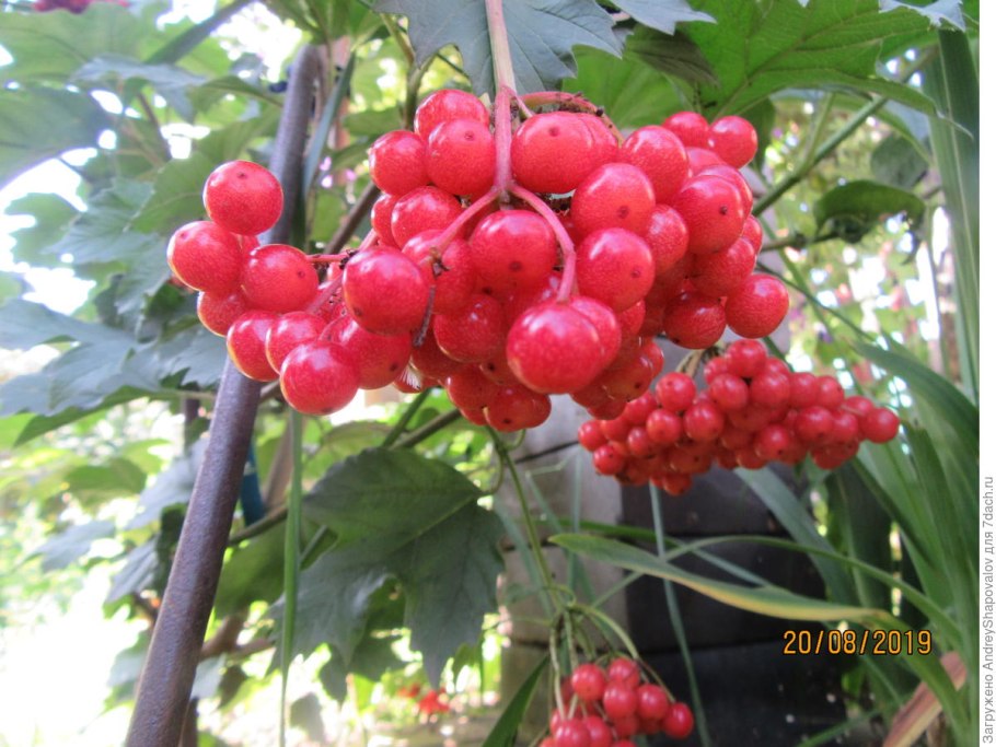 Калина Таежные рубины
