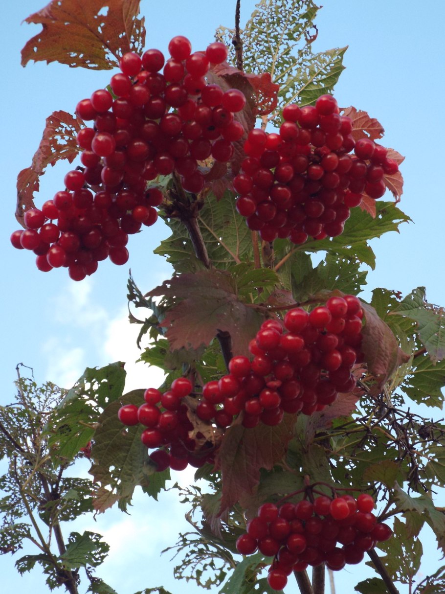 Калина плодовая Соузга