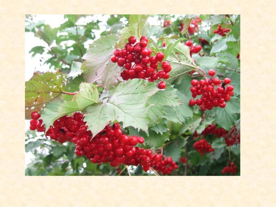 Калина обыкновенная Розеум бульденеж