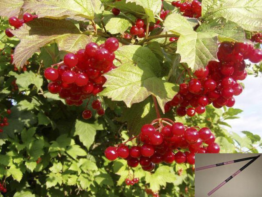 Калина обыкновенная куст