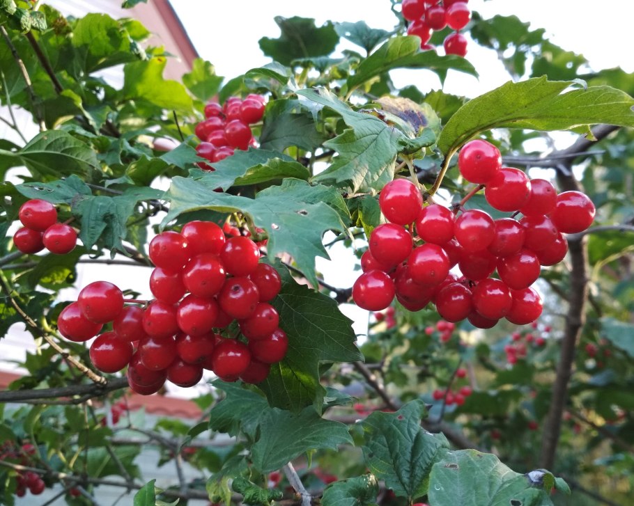 Калина бульденеж Розеум