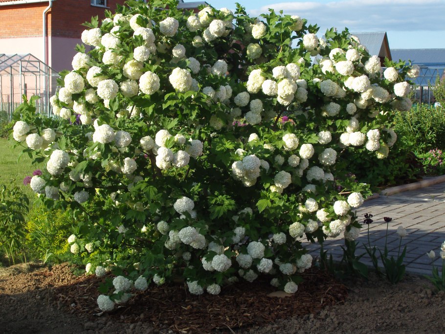 Калина гордовина Viburnum Lantana